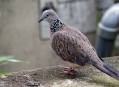  ���� ���� (Bird Park) 4