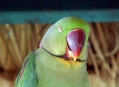  ���� ���� (Bird Park) 3
