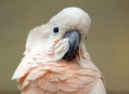  ���� ���� (Bird Park) 2