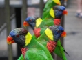  ���� ���� (Bird Park) 1