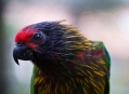  ���� ���� (Bird Park) 18