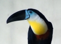  ���� ���� (Bird Park) 19
