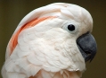  ���� ���� (Bird Park) 16