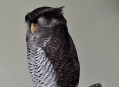  ���� ���� (Bird Park) 20