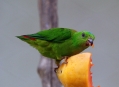  ���� ���� (Bird Park) 21