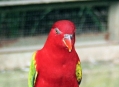  ���� ���� (Bird Park) 22