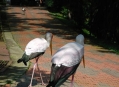  ���� ���� (Bird Park) 23
