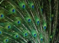  ���� ���� (Bird Park) 24