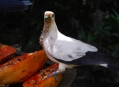  ���� ���� (Bird Park) 25
