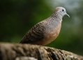  ���� ���� (Bird Park) 26