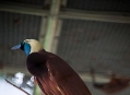  ���� ���� (Bird Park) 27