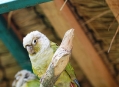  ���� ���� (Bird Park) 28