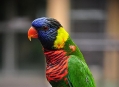  ���� ���� (Bird Park) 29