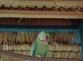  ���� ���� (Bird Park) 15