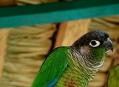  ���� ���� (Bird Park) 30