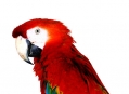  ���� ���� (Bird Park) 31