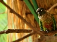  ���� ���� (Bird Park) 37