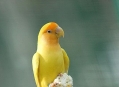  ���� ���� (Bird Park) 38