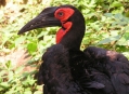  ���� ���� (Bird Park) 14
