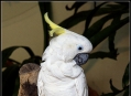 ���� ���� (Bird Park) 40