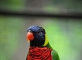  ���� ���� (Bird Park) 13