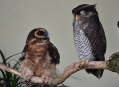  ���� ���� (Bird Park) 12
