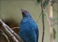  ���� ���� (Bird Park) 11