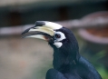  ���� ���� (Bird Park) 10