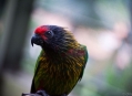  ���� ���� (Bird Park) 9