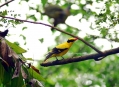  ������ ��� (Bird Paradise) 7