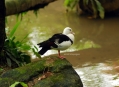  ������ ��� (Bird Paradise) 6