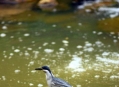  ������ ��� (Bird Paradise) 5