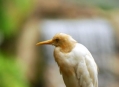  ������ ��� (Bird Paradise) 4