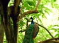  ������ ��� (Bird Paradise) 3