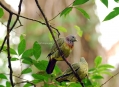  ������ ��� (Bird Paradise) 2