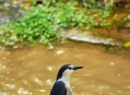  ������ ��� (Bird Paradise) 1
