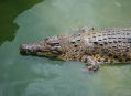  ������������ ����� �������� (Crocodile Farm Langkawi) 1