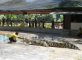  ������������ ����� �������� (Crocodile Farm Langkawi) 4