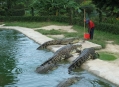  ������������ ����� �������� (Crocodile Farm Langkawi) 5