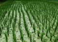  ������� ��� (Laman Padi / Rice Garden) 1