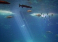  ���������� ��������� (Lisbon Oceanarium) 2