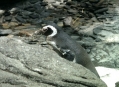  ���������� ��������� (Lisbon Oceanarium) 4