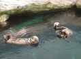  ���������� ��������� (Lisbon Oceanarium) 5