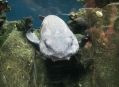  ���������� ��������� (Lisbon Oceanarium) 9